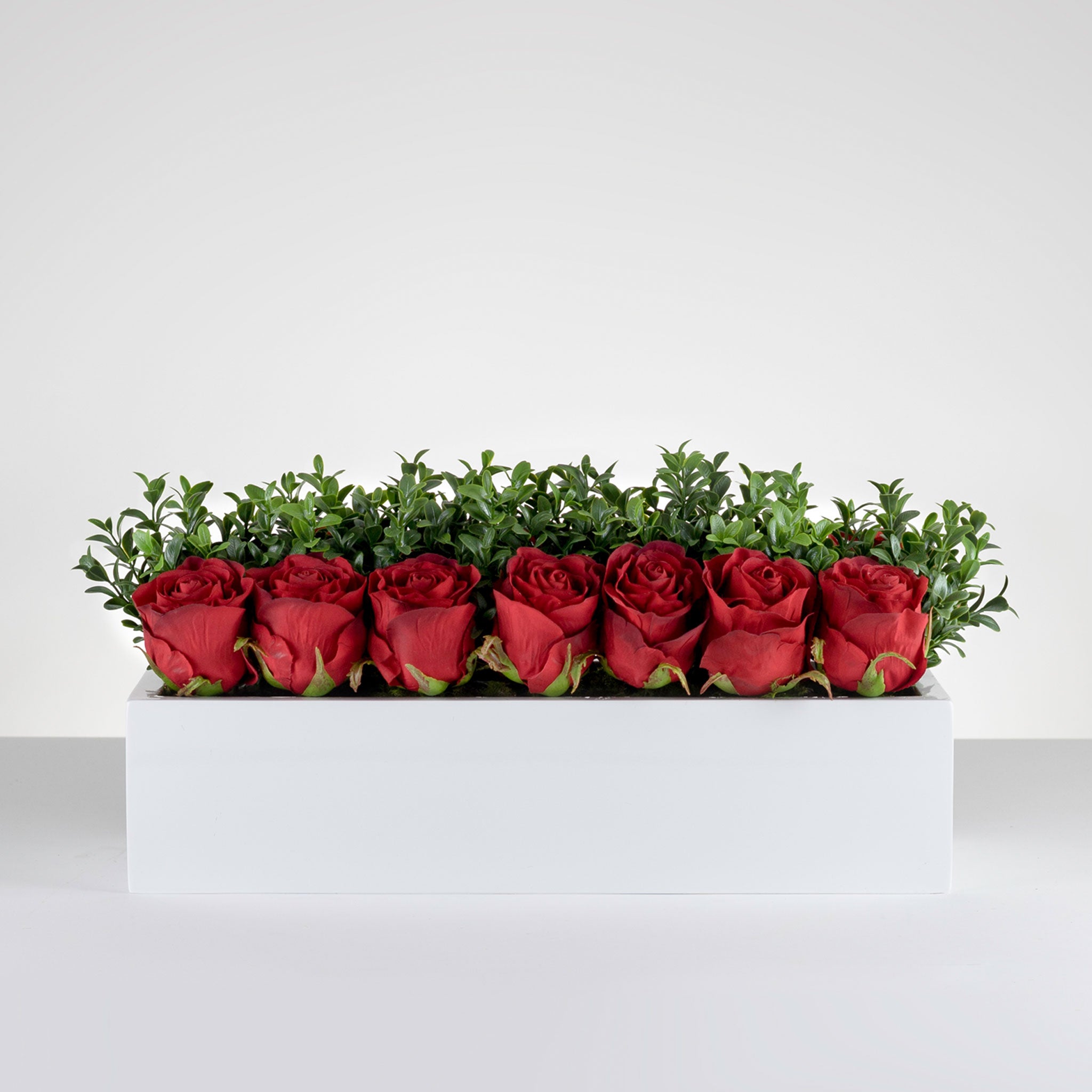 Balcony Garden Rose Deep Red