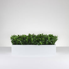 Load image into Gallery viewer, English Boxwood   Item #833
