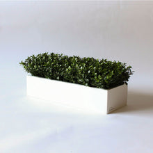 Load image into Gallery viewer, English Boxwood   Item #833